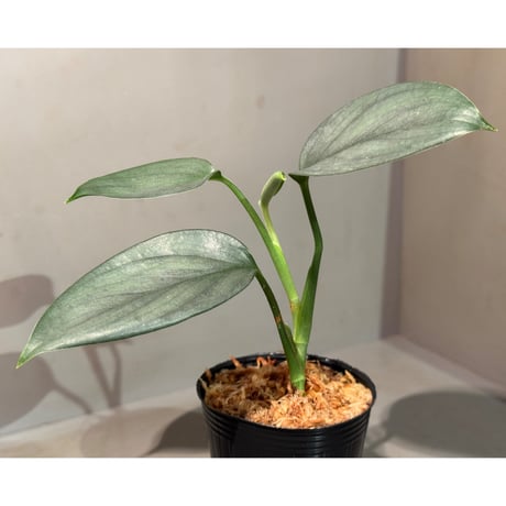 Scindapsus hederaceus 'Silver'