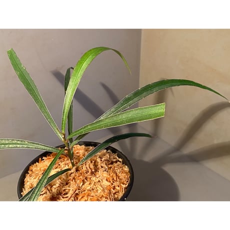 Ardisia sp. from Kapuas Hulu Kalimantan barat