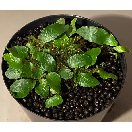 Microgramma heterophylla 伊藤蟻植物農園