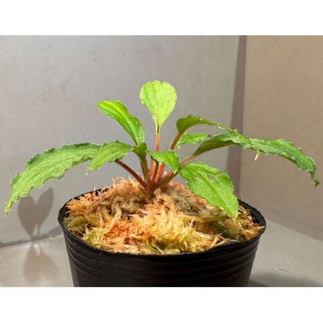 Homalomena sp. from Riau sumatera [LA0815-01]