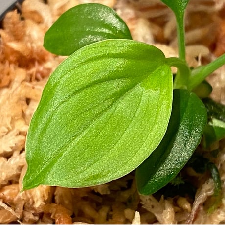 Homalomena sp. "Aceh selatan" Aceh Sumatra [TB]