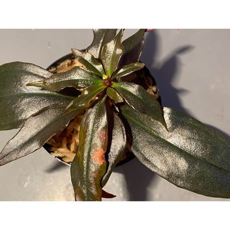 Medinilla sp. from Irian Jaya Papua