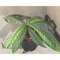 Ardisia sp. from Aceh sumatera [LA]