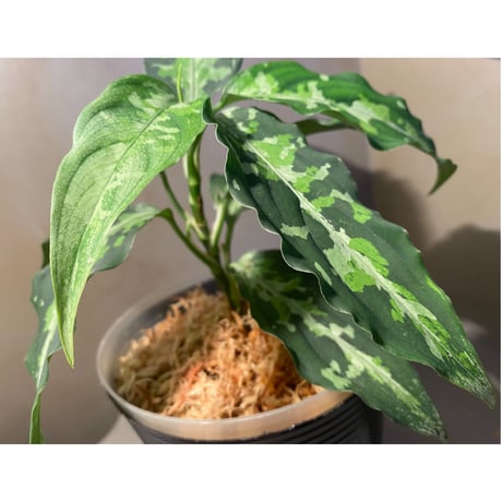 Aglaonema pictum Fusou(扶桑) 元祖DFS from Sumatera Barat [AZ0413-4]