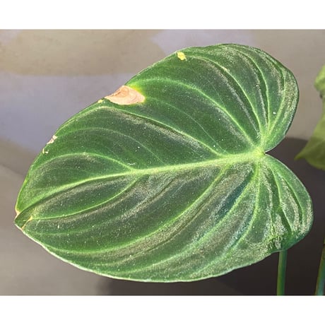Philodendron splendid(triumphant) 'verrucosum × melanochrysum'