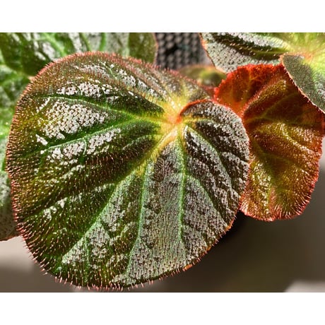 Begonia sp. from Manaus