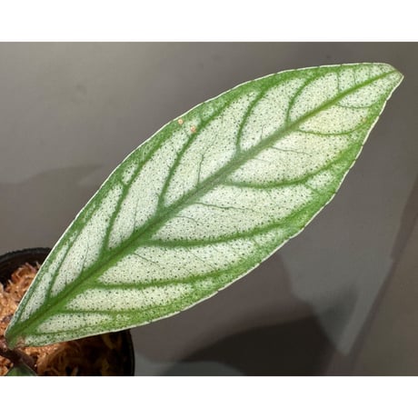 Ardisia sp. from Aceh sumatera [LA]