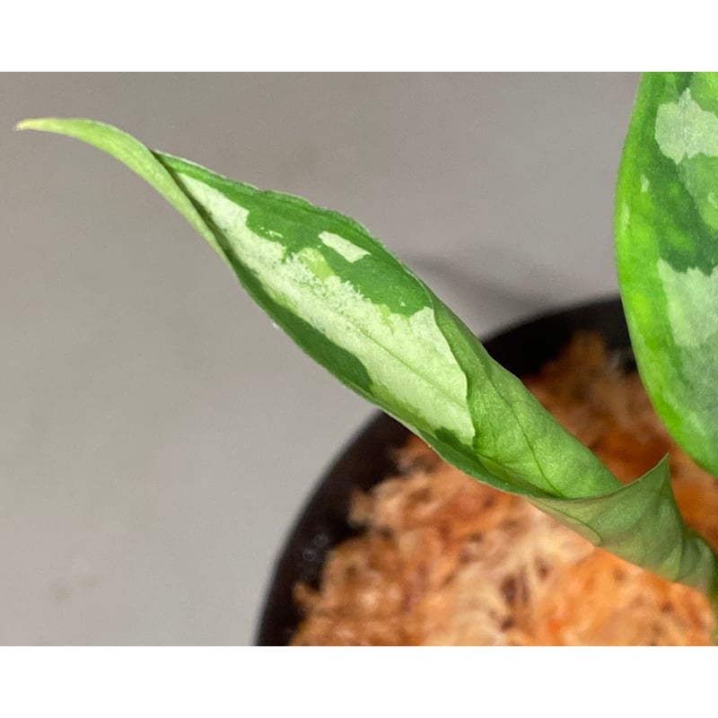 Aglaonema pictum tricolor from Aceh sumatera [L...