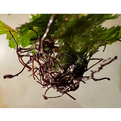 Cephalomanes sp. from Champasak Laos