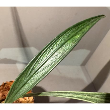 Josefia intricata (旧Aridarum perisai) from Central Kalimantan ①