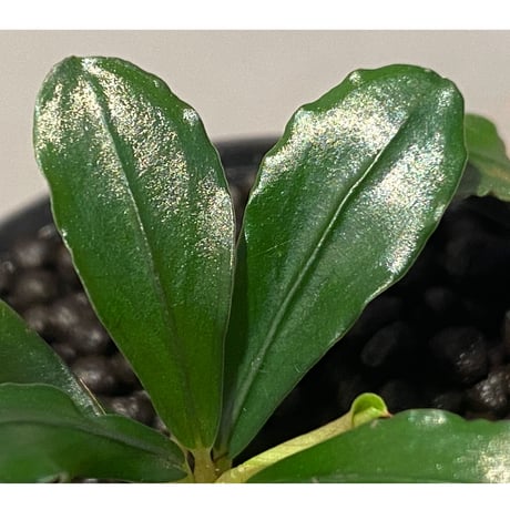 Bcephalandra sp. "motleyana" 2022年　カミハタ便 ②