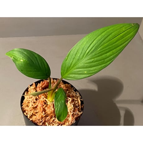 Homalomena sp. from Kuala Balah [TK270316]