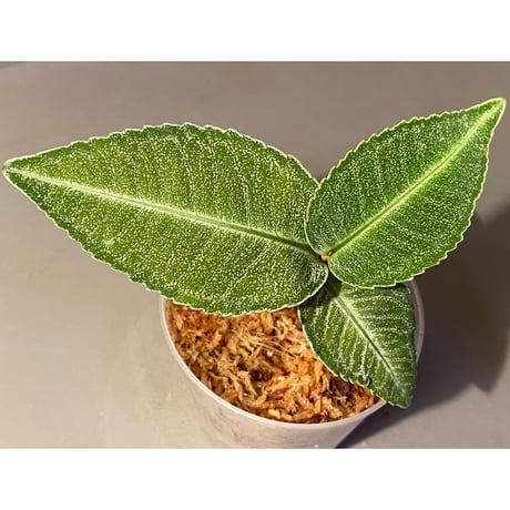 Ardisia sp. from Raub Pahang