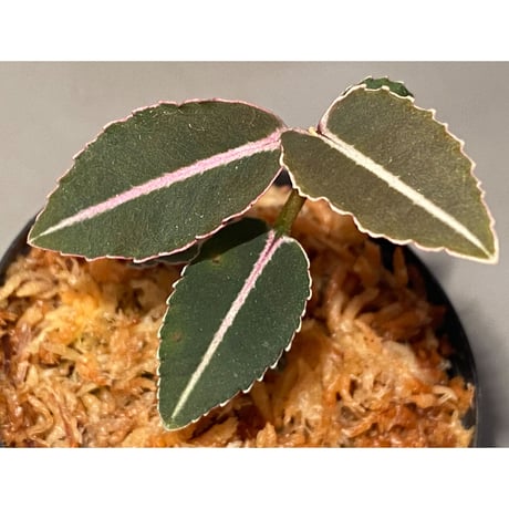 Labisia sp. from Sumatera barat [TB]