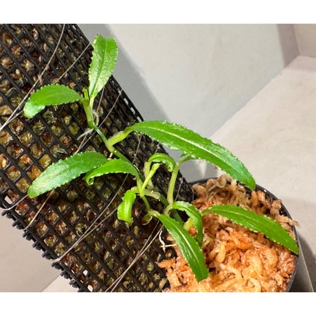 Unknown from Iquitos Peru [tanakay]