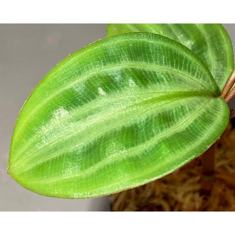 Geogenanthus undatus from Tarapoto Peru [tanakay]