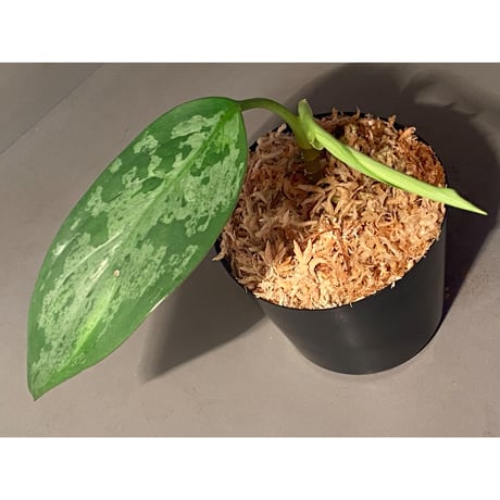 Aglaonema pumilum from Sangkhlaburi Thailand