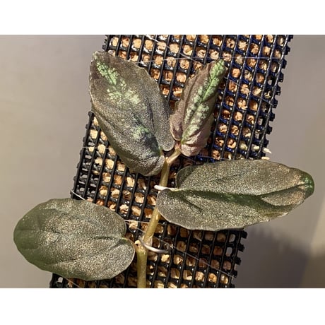 Pellionia sp. from Binh Dinh Vietnam