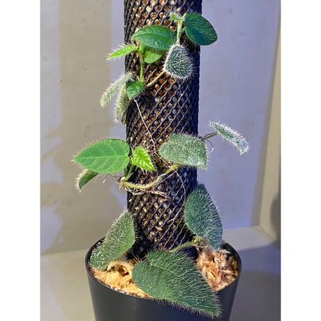 Ficus sp. from Selangor