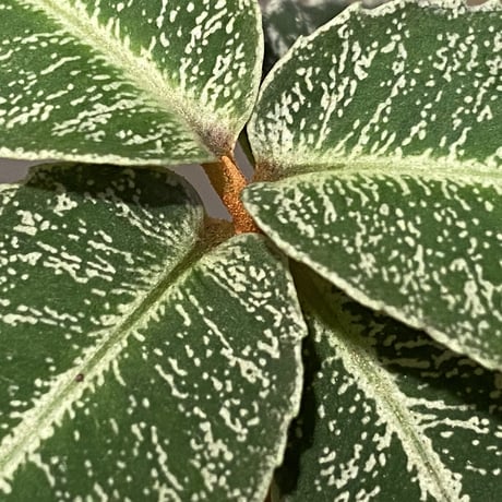 Ardisia sp. from Sumatra barat [TB]