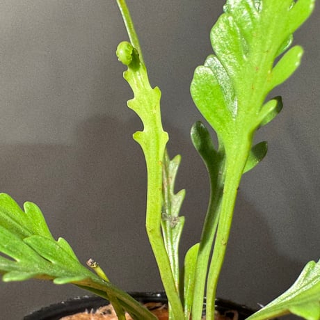 Asplenium cf. kenzoi from Philippines