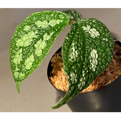 Elatostema sp. (Sri Lanka?)