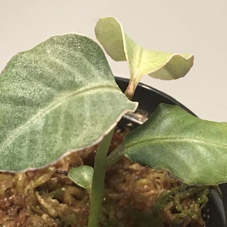 Ardisia sp. from Saripoi [LA0515-02]