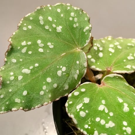 Begonia sp. from Aceh sumatera [LA1115-01T]