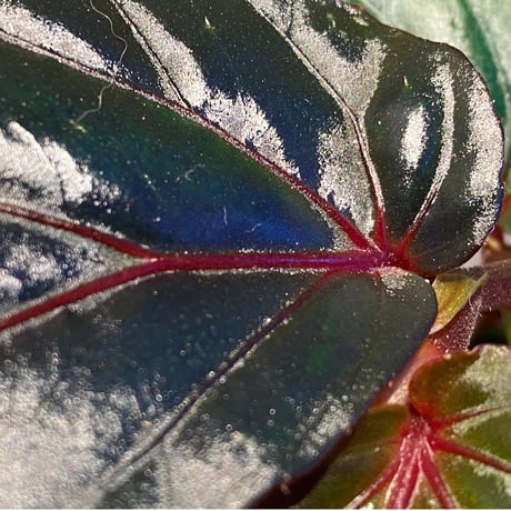 Begonia sp. from Sarawak