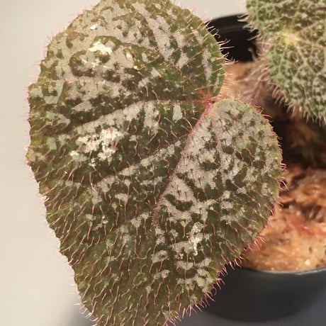 Begonia variegata from Vietnam