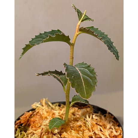Labisia sp. from Riau Sumatera