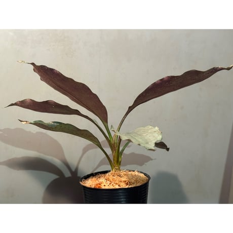 Dracaena sp. from Landak West Kalimantan