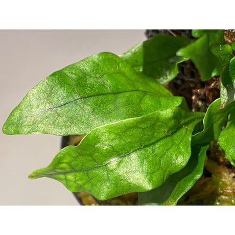 Microsorum sp. "Timika" Papua [TB]