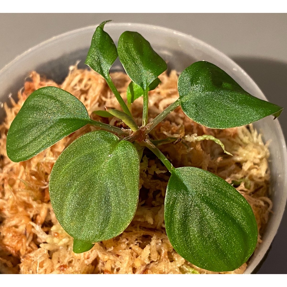Homalomena sp. from Sumatera Utara [LA0118-02]