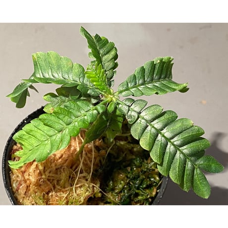 Biophytum sp. BB8th [LA]