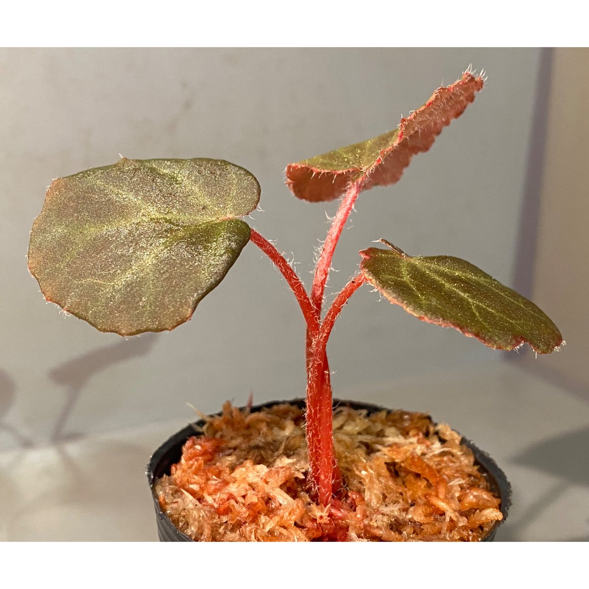 Begonia sp. from Chiku Kelantan | M・R・G・R Begonia sp. from Chiku Kelantan | M・R・G・R