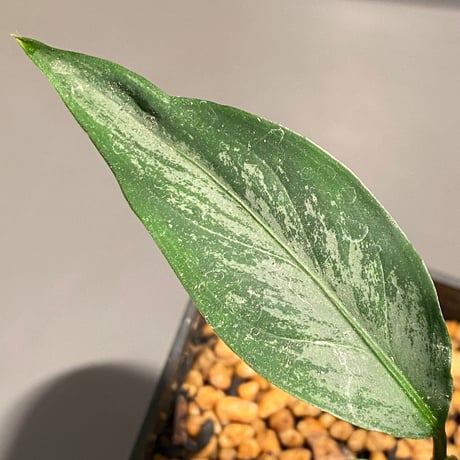Aglaonema nebulosum from Kuala Rompin [TK220916-2]