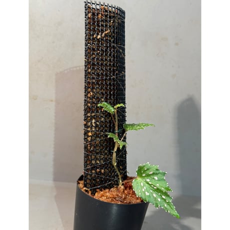 Begonia sp. from Luzon Aurora Philippines 標高500m付近　[KSB]