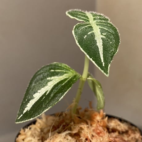 Argostemma bifolium from Bukit Larut [TK130717]