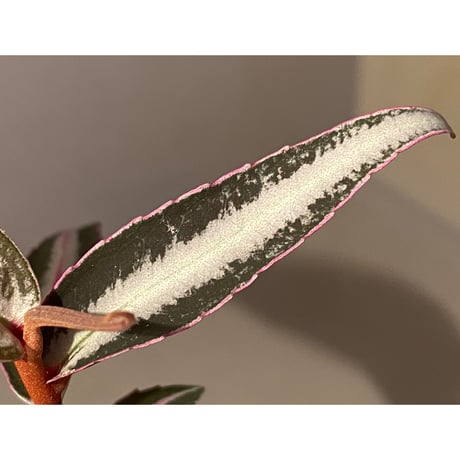 Labisia sp. from Kapuas hulu Kalimantan barat