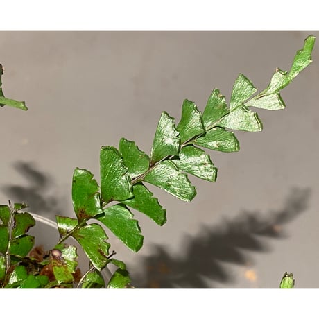 シダの一種 from Tennesserim District Myanmar