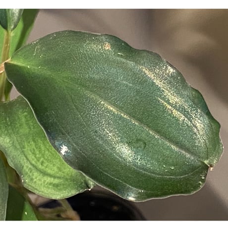 (大株) Bucephalandra sp. "Green Wavy Broad Leaf" [tropica]
