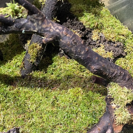 Moss from Ipoh State Malaysia