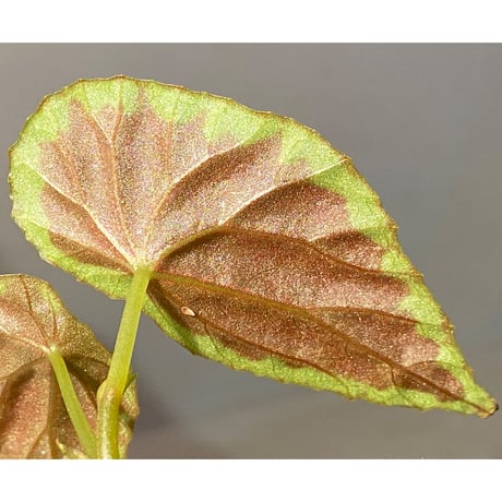 Begonia cf. baramensis