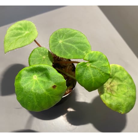 Begonia kingiana from Jerantut [TK170717]