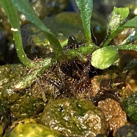 Microsorium sp. from Saripoi [LA0515-02]