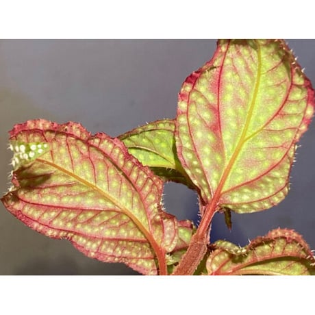 Sonerila sp. "White dot"