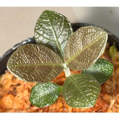 Ophiorrizha sp. from Kapuas hulu West Kalimantan