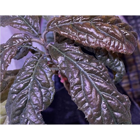 Ardisia sp. from Bengkulu [LA0315-1]