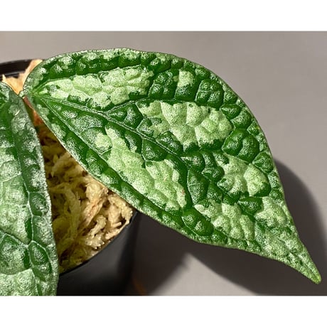 Elatostema sp. (Sri Lanka?)